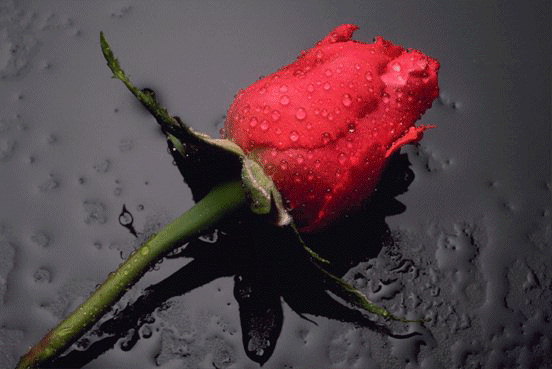 Red Rose Image